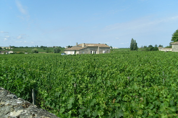 Vignes